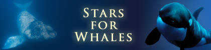 Stars for whales and dolphins