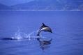 Foto: Tethys